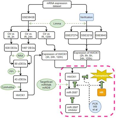 miR-3587 Inhibitor Attenuates Ferroptosis Following Renal Ischemia-Reperfusion Through HO-1